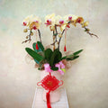 CNY Phalaenopsis Arrangement 2025 #3