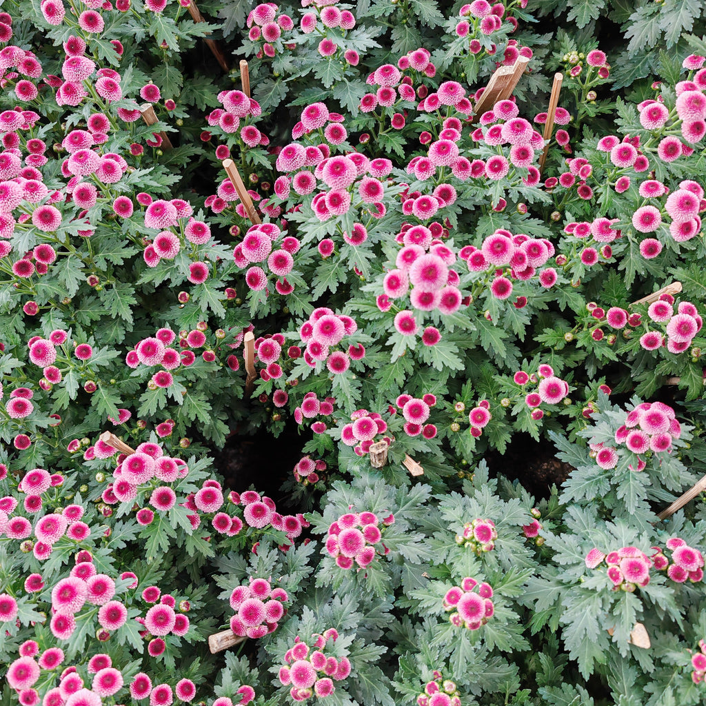 Chrysanthemum Pom-Pom (10寸盆) 菊花