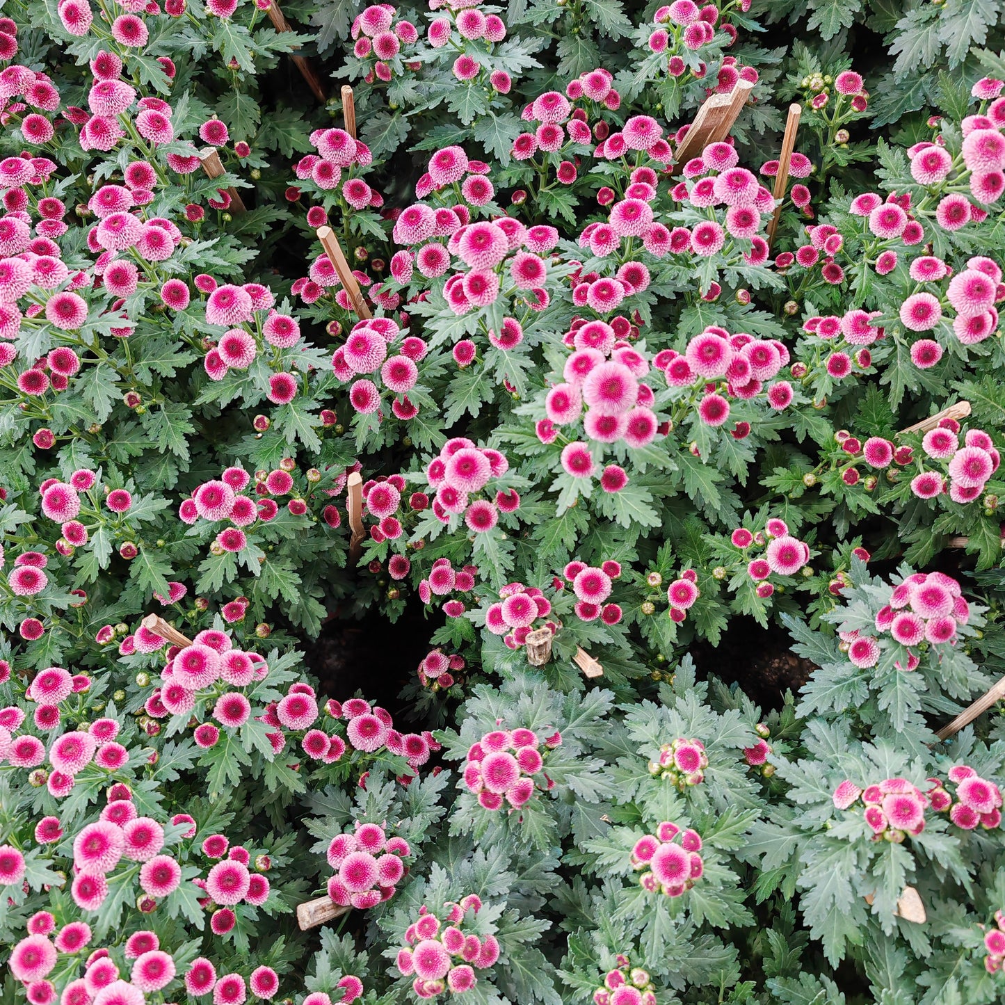 Chrysanthemum pom-pom (10寸盆) 菊花