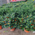 11' Solanum pseudocapsicum 珊瑚樱 (Christmas Cherry)