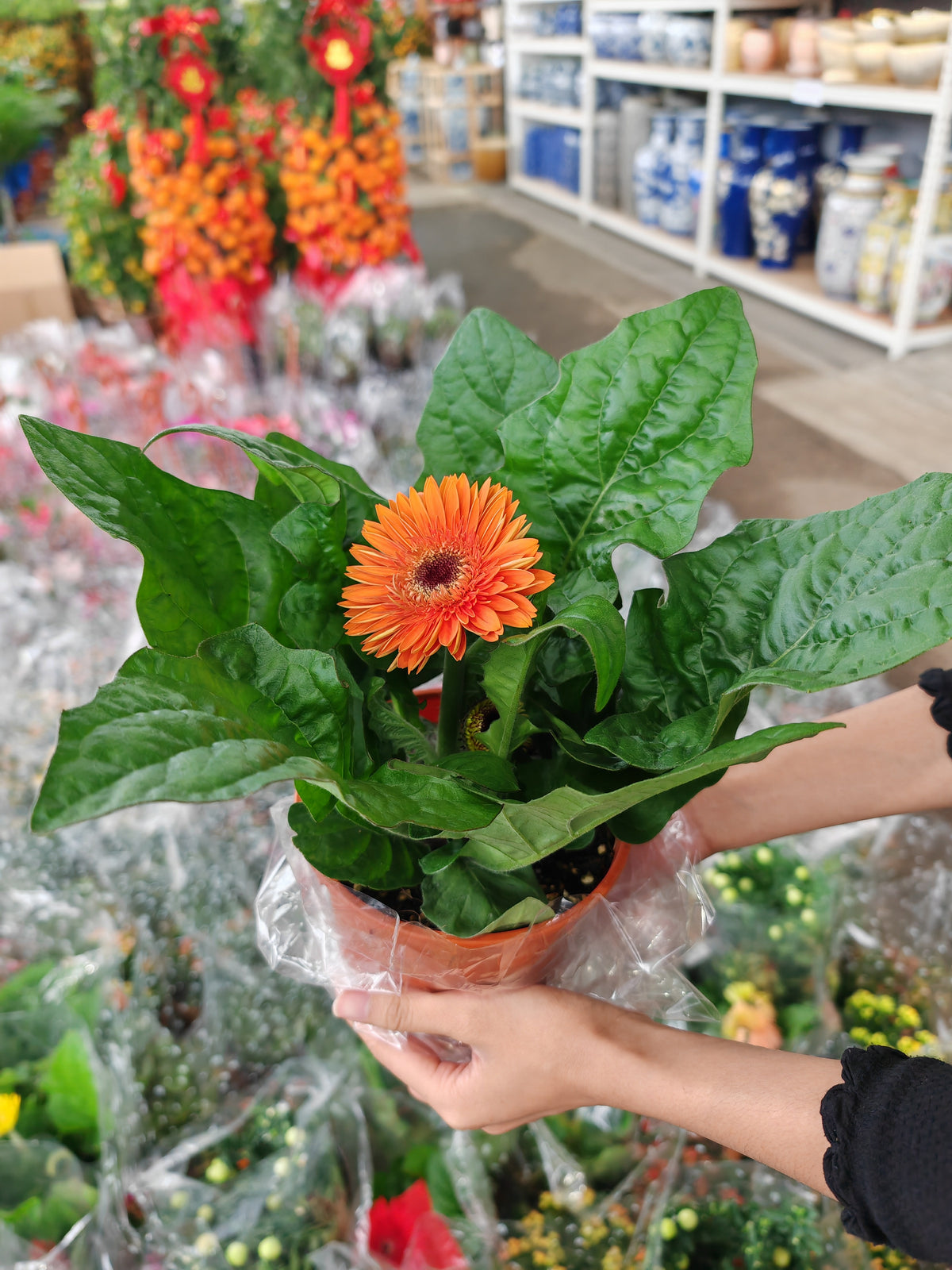 Daisy / Gerbera 非洲菊 150p