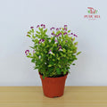 Torenia