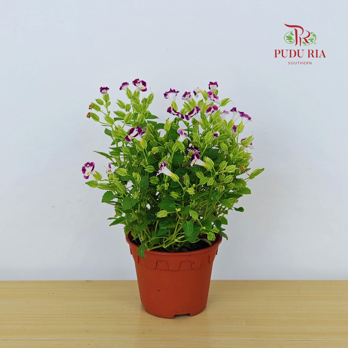 Torenia