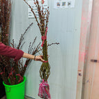 狮头银柳（土种） Pussy Willow Lion Head Plant
