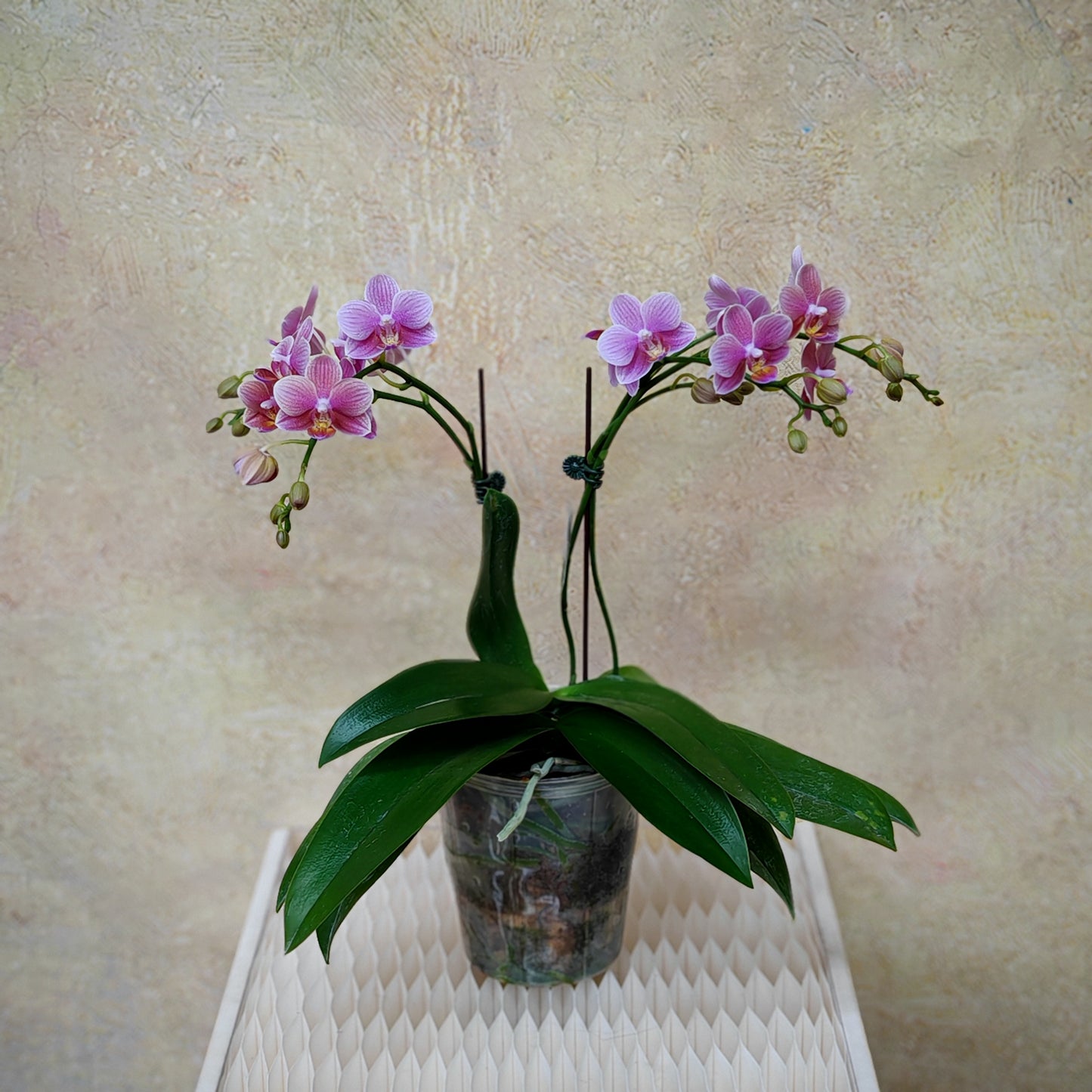 Phalaenopsis Orchid Pink Double Stem Small