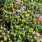 Chrysanthemum Pom-Pom 菊花