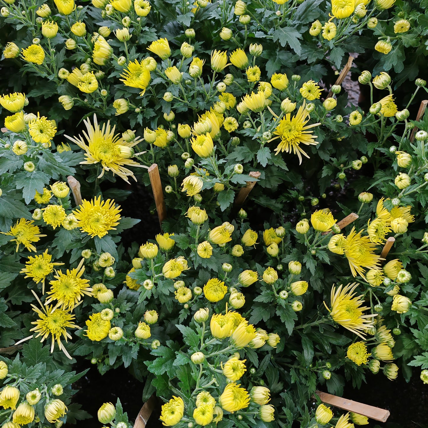 Chrysanthemum pom-pom (10寸盆) 菊花