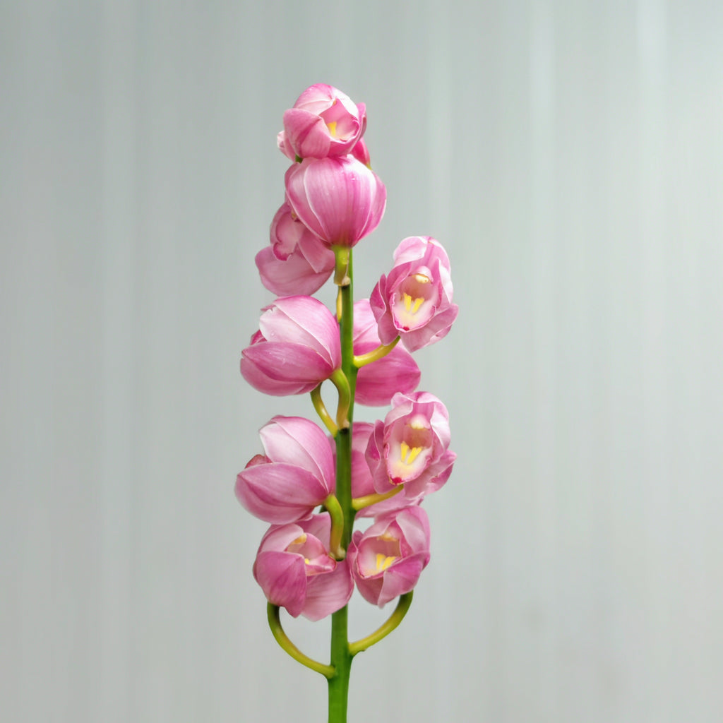 Cymbidium Orchids Pink 大花蕙兰 - (Per Stem)