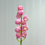 Cymbidium Orchids Pink 大花蕙兰 - (Per Stem)