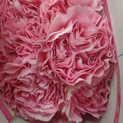Carnation 康乃馨 Pink - (10 Stems)