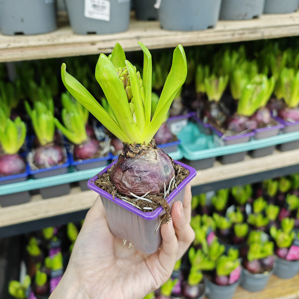 Hyacinthus 风信子 1pp