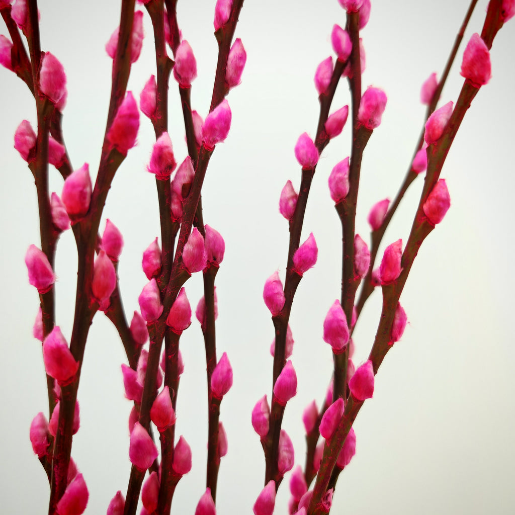 银柳 Pussy Willow Pink (3Ft) - (10 Stems)