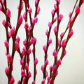 银柳 Pussy Willow Pink (3Ft) - (10 Stems)