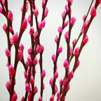 银柳 Pussy Willow Pink (5Ft) - (10 Stems)