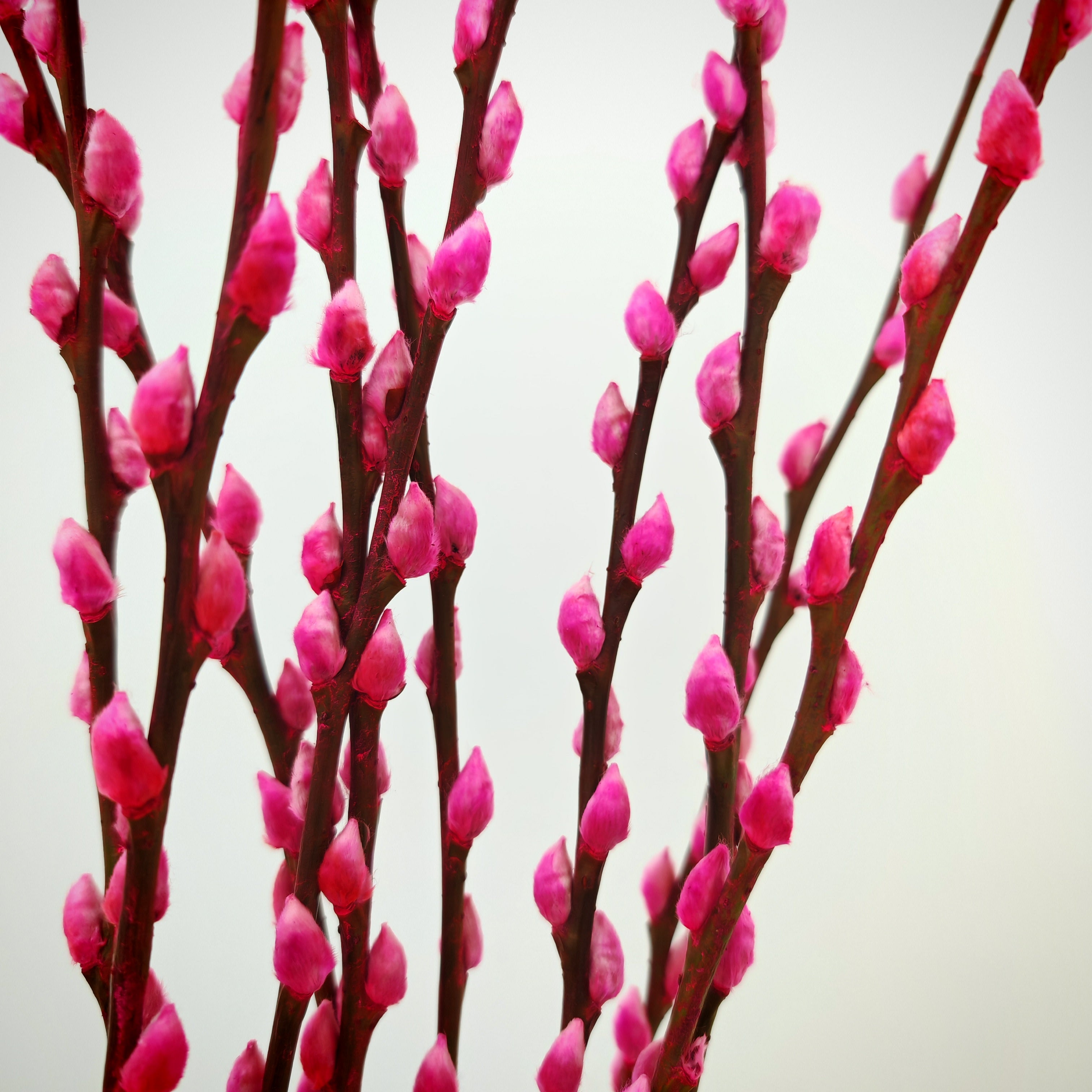银柳 Pussy Willow Pink (5Ft) - (10 Stems)