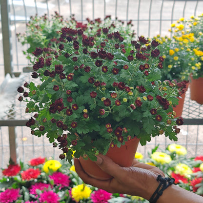 Chrysanthemum Gypsophilla P150  菊花满天星