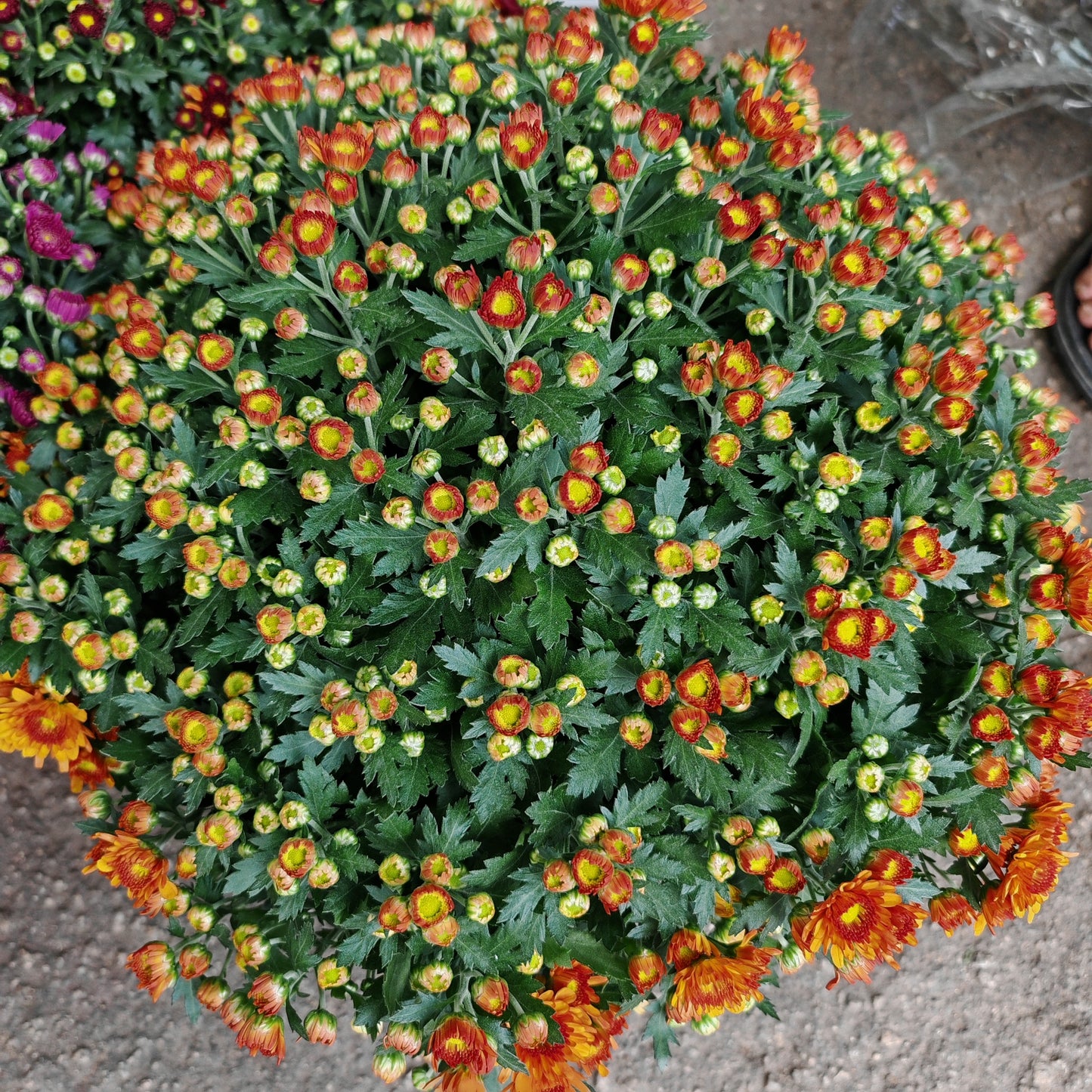 Chrysanthemum Gypsophilla P310 菊花满天星