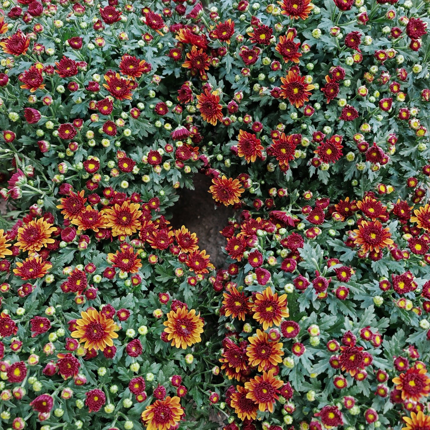 Chrysanthemum Gypsophilla P210 菊花满天星