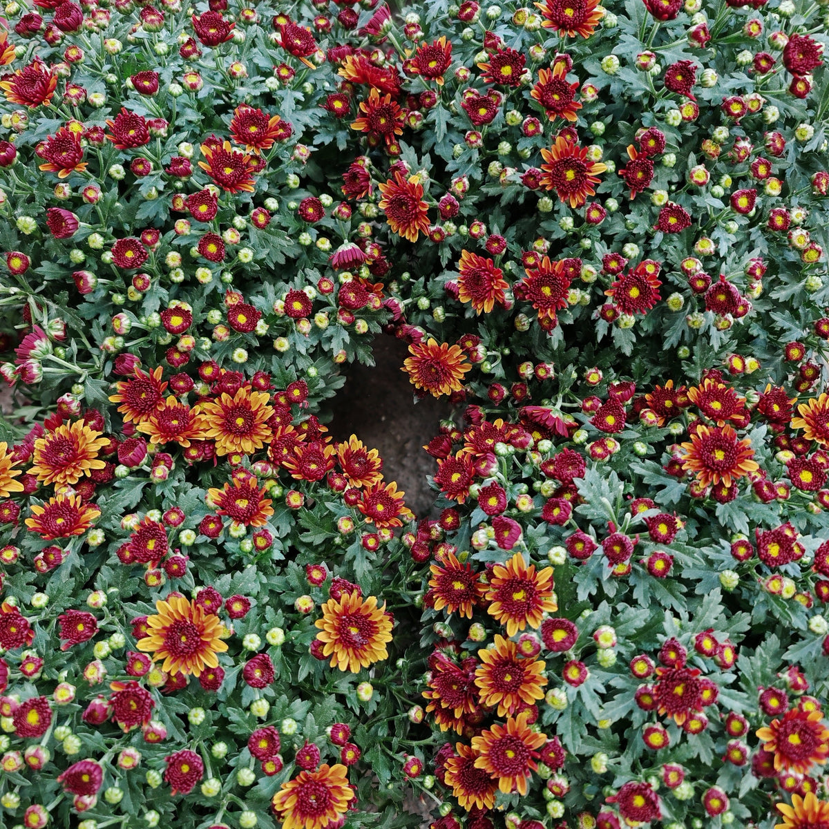 Chrysanthemum Gypsophilla P210 菊花满天星
