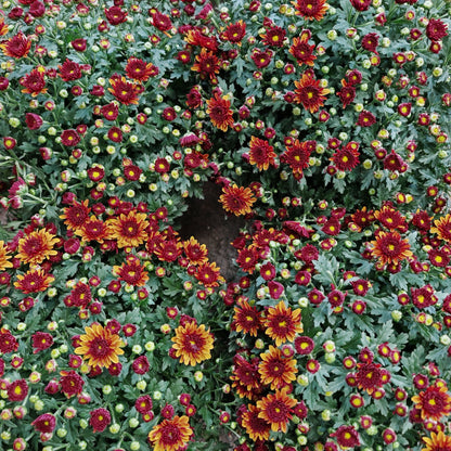 Chrysanthemum Gypsophilla P210 菊花满天星