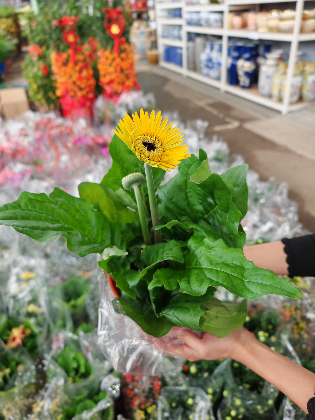Daisy / Gerbera 非洲菊 150p