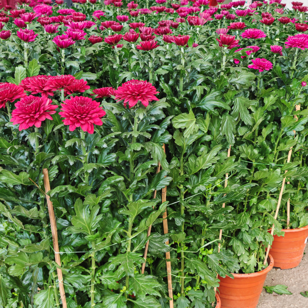 Chrysanthemum Disbud Mum 菊花