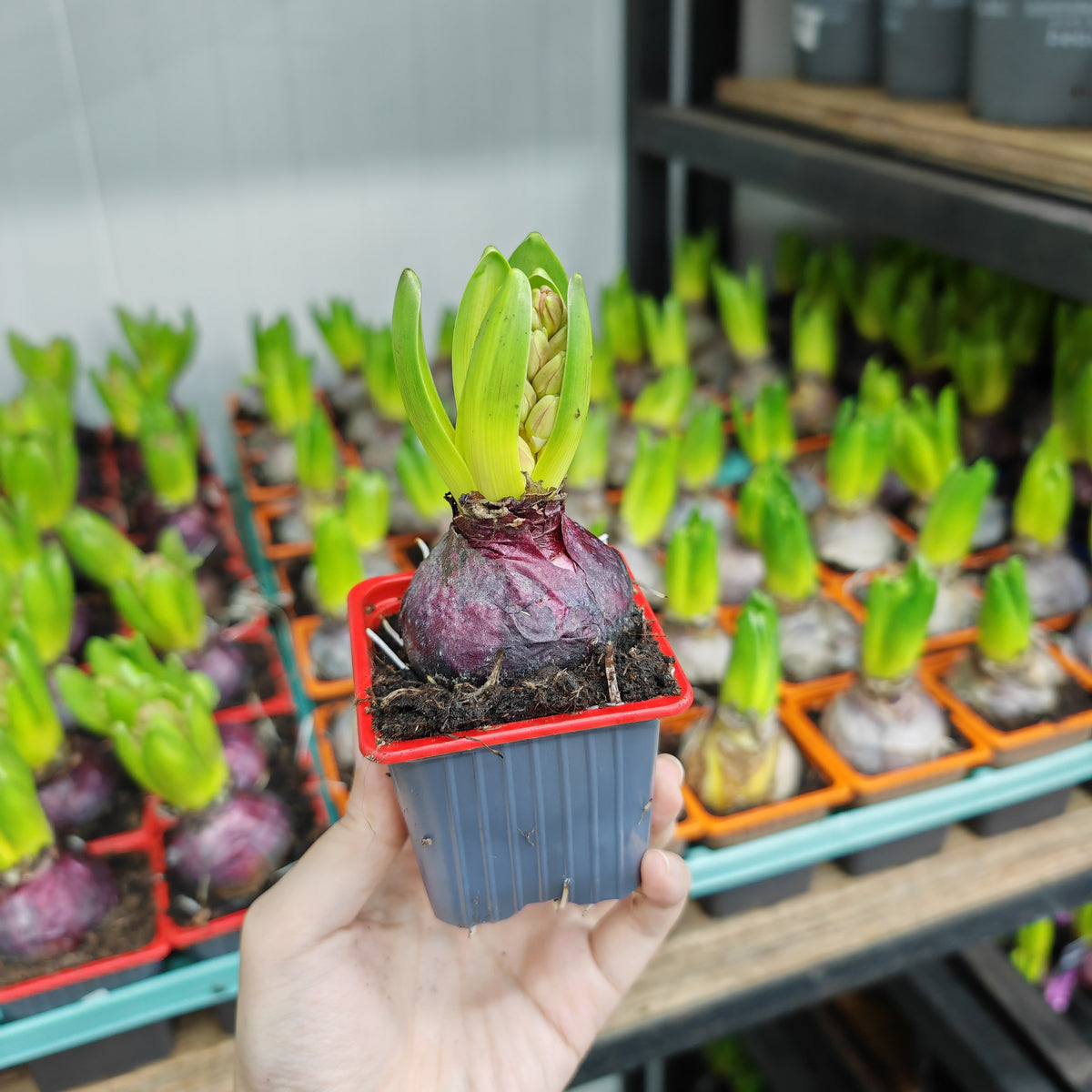 Hyacinthus 风信子 1pp