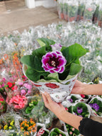 Gloxinia / Sinningia 大岩桐 150p