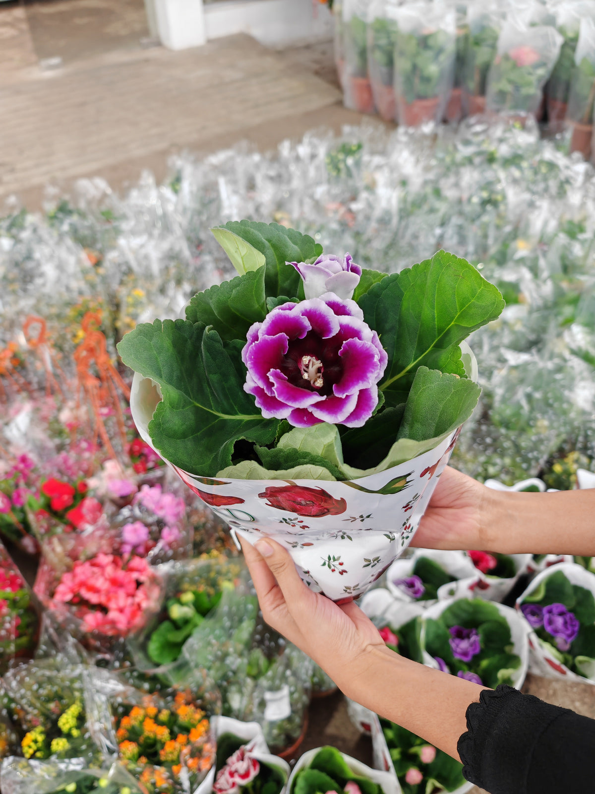 Gloxinia / Sinningia 大岩桐 150p