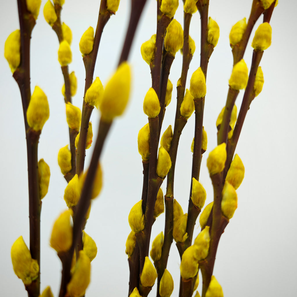 银柳 Pussy Willow Yellow (3Ft) - (10 Stems)