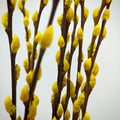 银柳 Pussy Willow Yellow (3Ft) - (10 Stems)