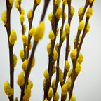 银柳 Pussy Willow Yellow (5Ft) - (10 Stems)