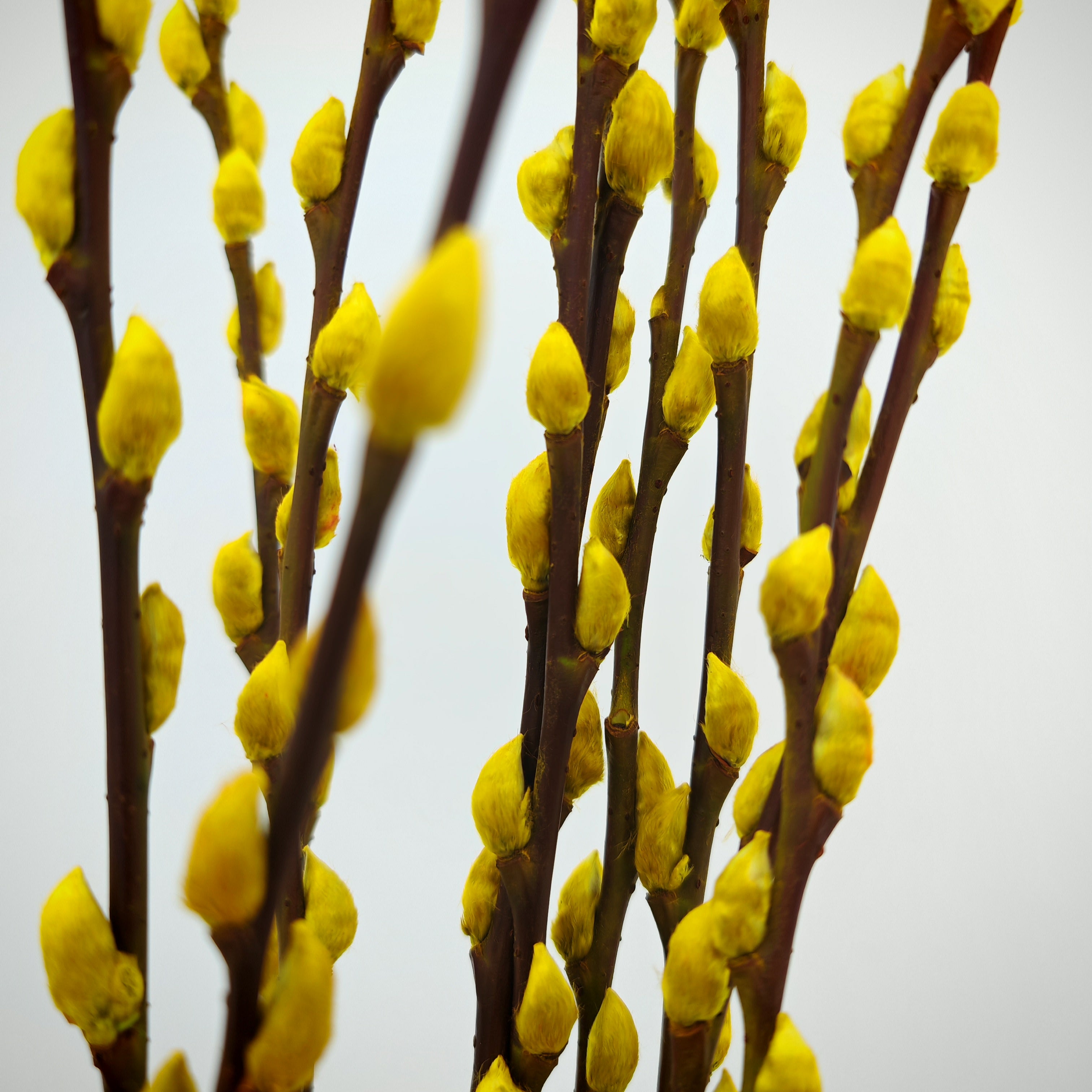 银柳 Pussy Willow Yellow (5Ft) - (10 Stems)