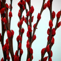 银柳 Pussy Willow Red (3Ft) - (10 Stems)