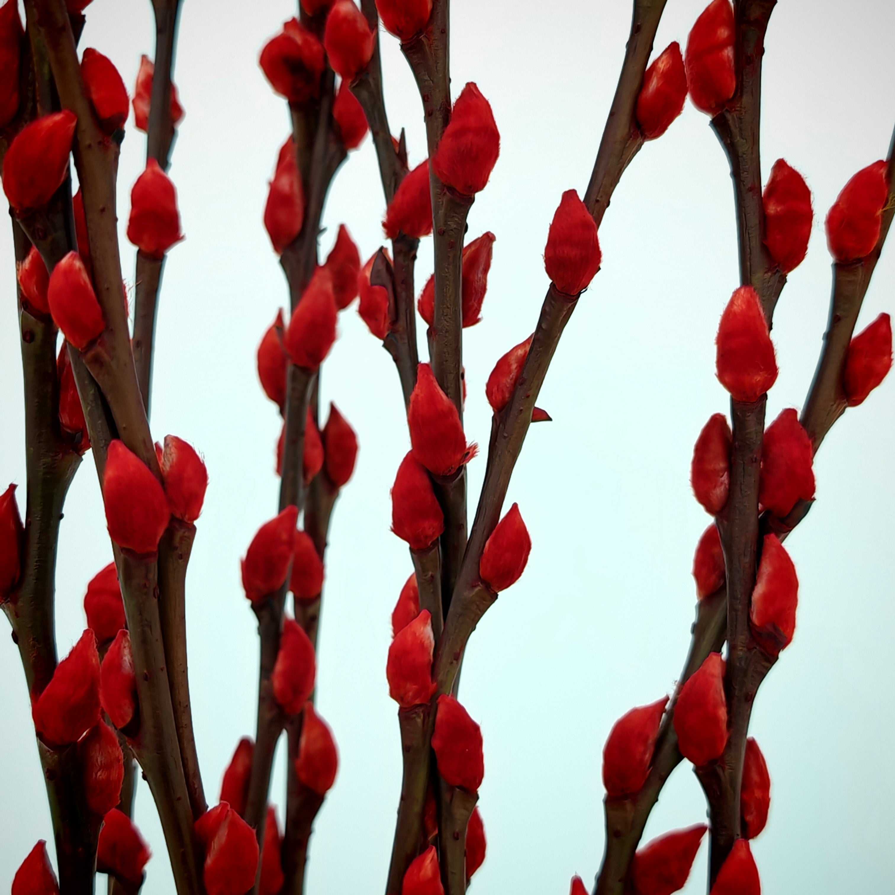 银柳 Pussy Willow Red (3Ft) - (10 Stems)