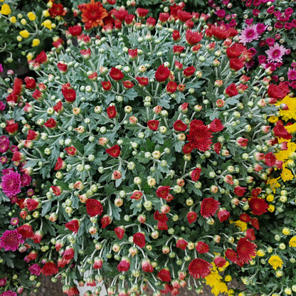 Chrysanthemum Gypsophilla P310 菊花满天星