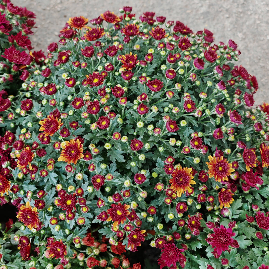 Chrysanthemum Gypsophilla P310 菊花满天星