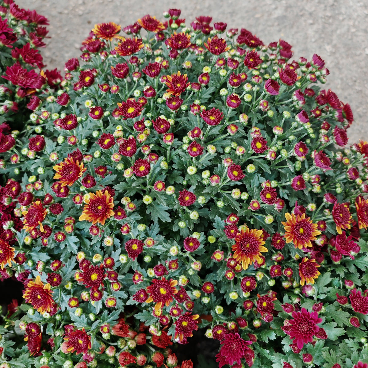 Chrysanthemum Gypsophilla P310 菊花满天星