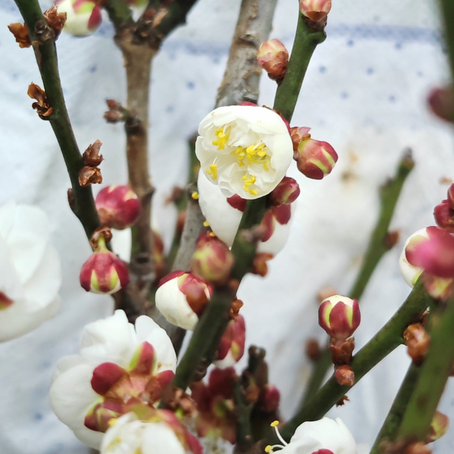 Plum Blossom - (Per Bundle)