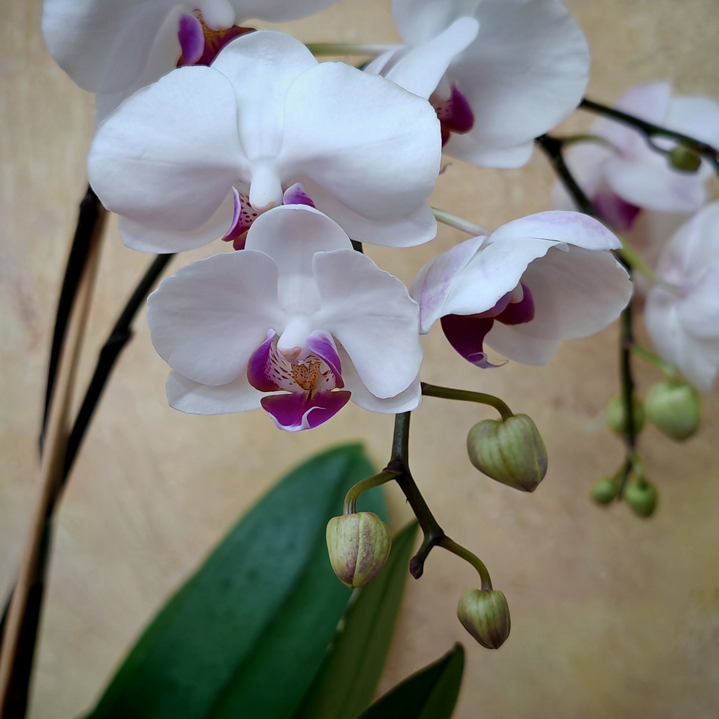 Phalaenopsis Orchid White Tone Purple Double Stem Small