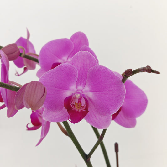 Phalaenopsis Orchid Light Purple Medium Double Stems