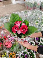 Gloxinia / Sinningia 大岩桐 150p