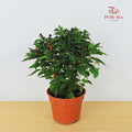 Chilli Black Pearl