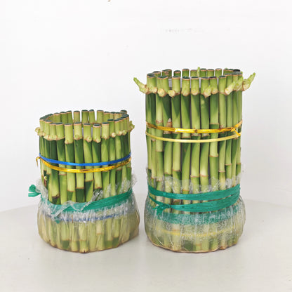 Feng Shui Bamboo 3 Inci