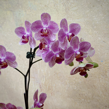 Phalaenopsis Orchid Purple Double Stem Small