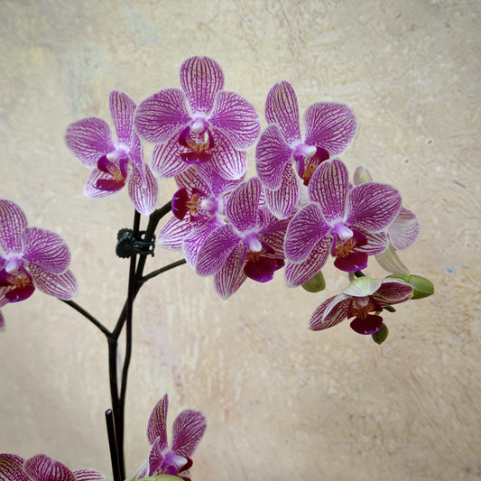 Phalaenopsis Orchid Purple Double Stem Small