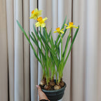 Narcissus 水仙 - 15CM