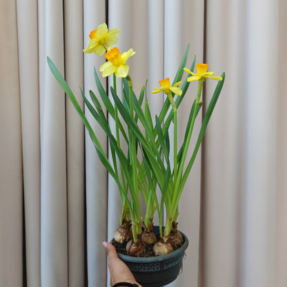 Narcissus 水仙 - 15CM