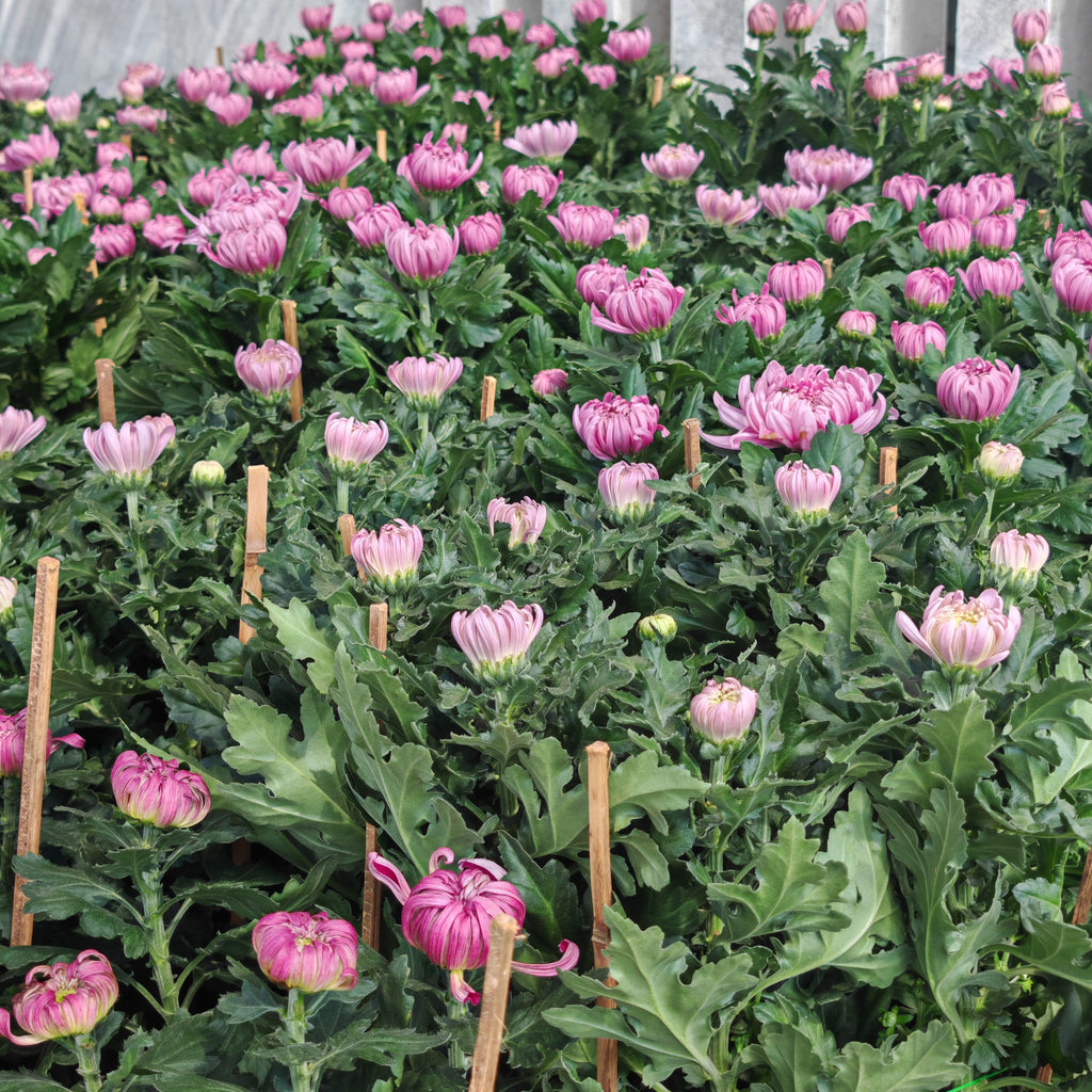 Chrysanthemum Disbud Mum 菊花