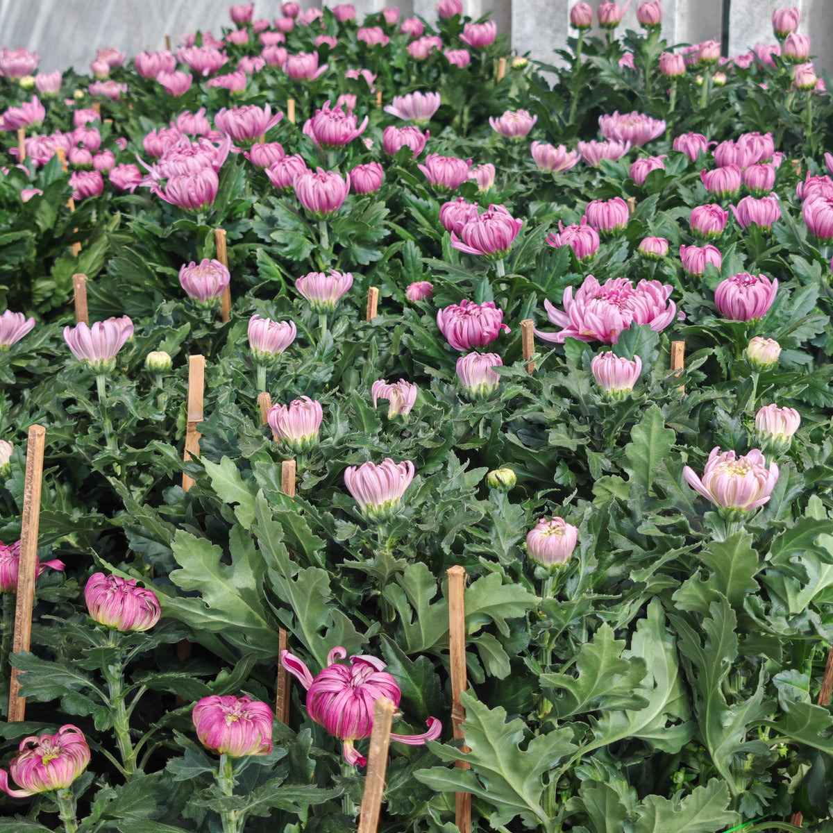 Chrysanthemum Disbud Mum 菊花